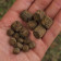 Pellets percés enrobés 7S 9 ou 15mm